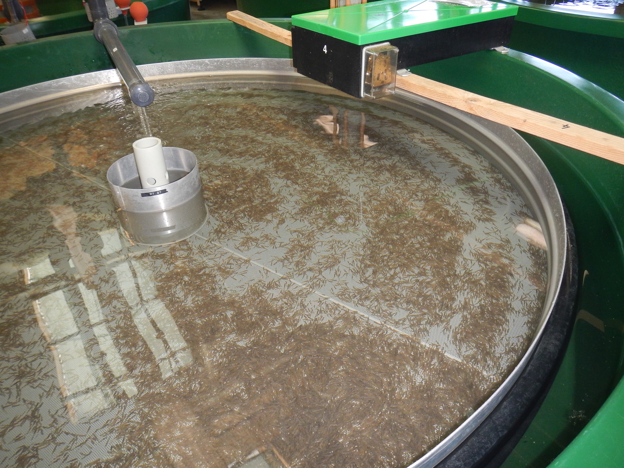 Faulensee FZ 20180322 (4)