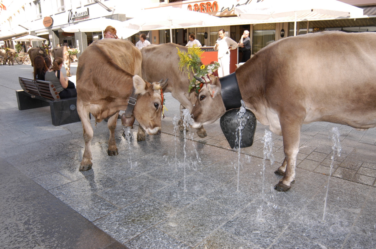 Vaduz WSP Nathalie Schaedler Alpabfahrt-Vaduz_0033